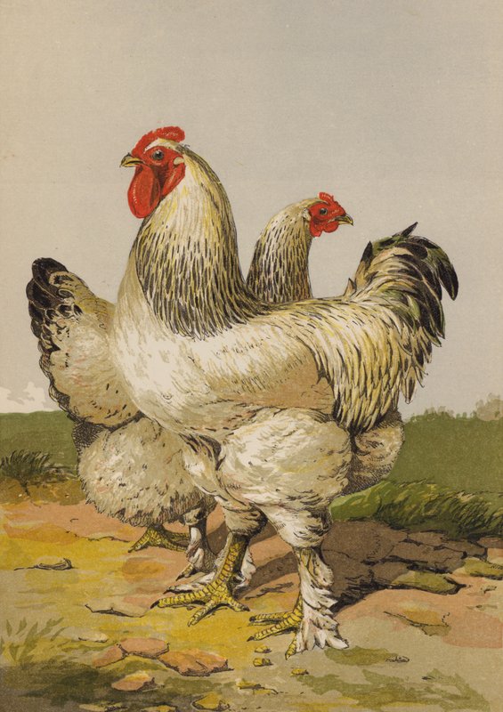 Kevyet brahmat (chromolitho) tekijältä Harrison William Weir