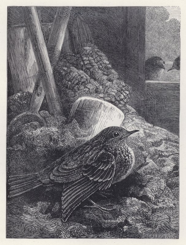 Little Robin Safely Housed (kaiverrus) tekijältä Harrison William Weir