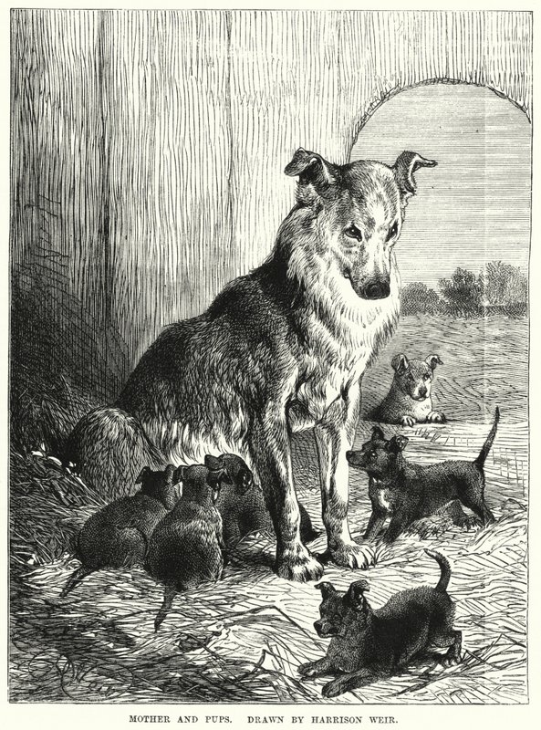 Äiti ja pennut (kaiverrus) tekijältä Harrison William Weir
