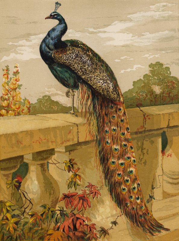 riikinkukko (chromolitho) tekijältä Harrison William Weir