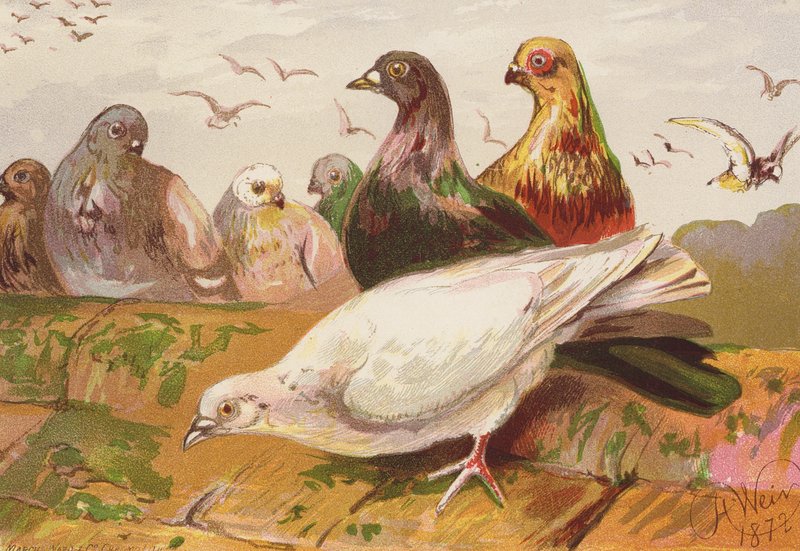 Kyyhkyset (värilitografia) tekijältä Harrison William Weir
