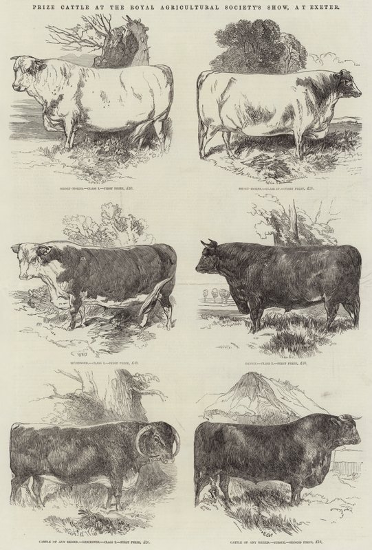 Palkintokarja Royal Agricultural Societyn näyttelyssä Exeterissä tekijältä Harrison William Weir