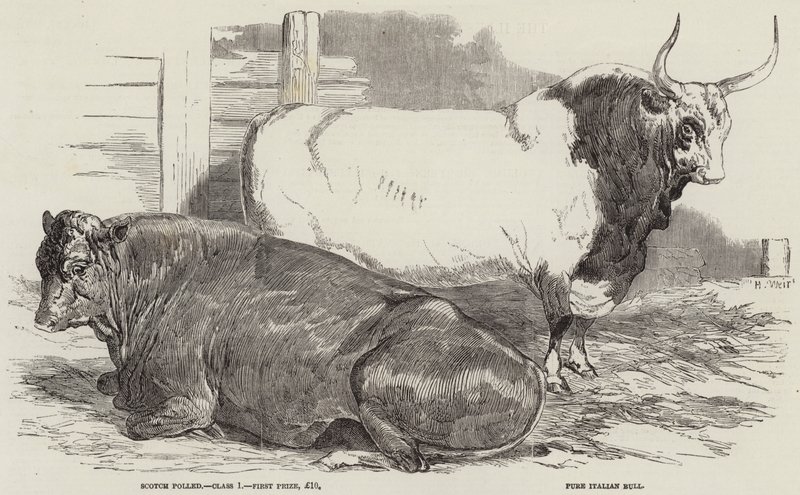Palkintokarja Royal Agricultural Societyn näyttelyssä Windsorissa tekijältä Harrison William Weir
