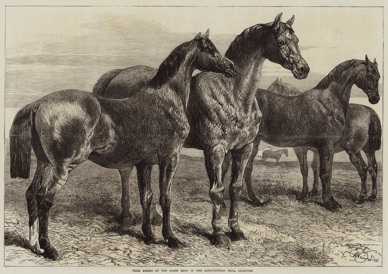 Palkintohevoset hevosnäyttelyssä Agricultural Hallissa, Islingtonissa tekijältä Harrison William Weir