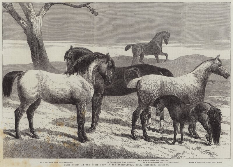 Palkintohevoset hevosnäyttelyssä Agricultural Hallissa, Islingtonissa tekijältä Harrison William Weir
