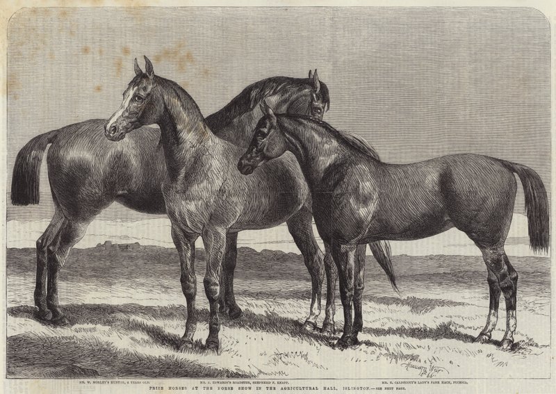 Palkintohevoset hevosnäyttelyssä Agricultural Hallissa, Islingtonissa tekijältä Harrison William Weir