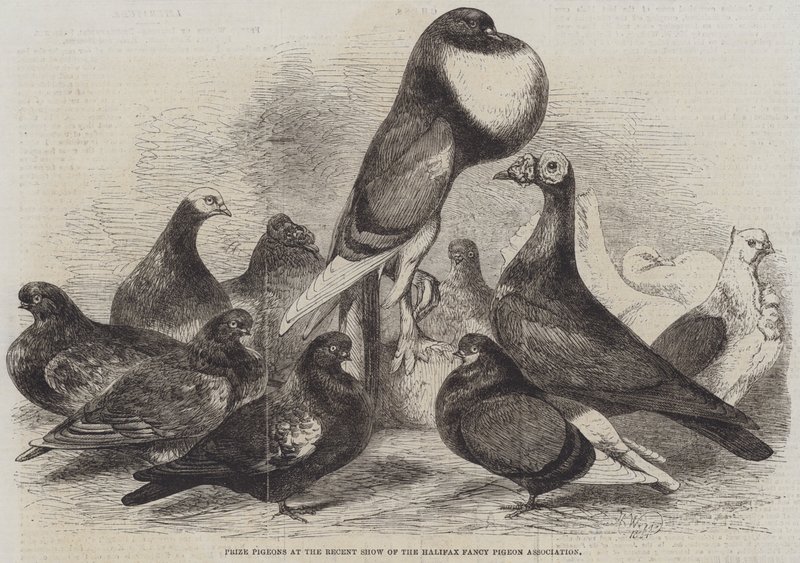 Palkintokyyhkyset Halifax Fancy Pigeon Associationin viimeaikaisessa näyttelyssä tekijältä Harrison William Weir