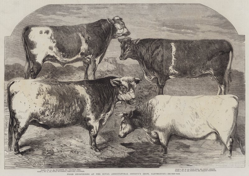 Palkinto Shorthorns Royal Agricultural Societyn näyttelyssä, Canterbury tekijältä Harrison William Weir