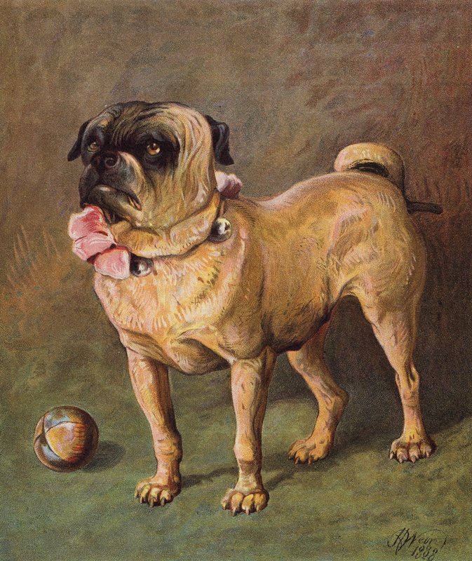 Lemmikkieläin Puggy (värilitro) tekijältä Harrison William Weir