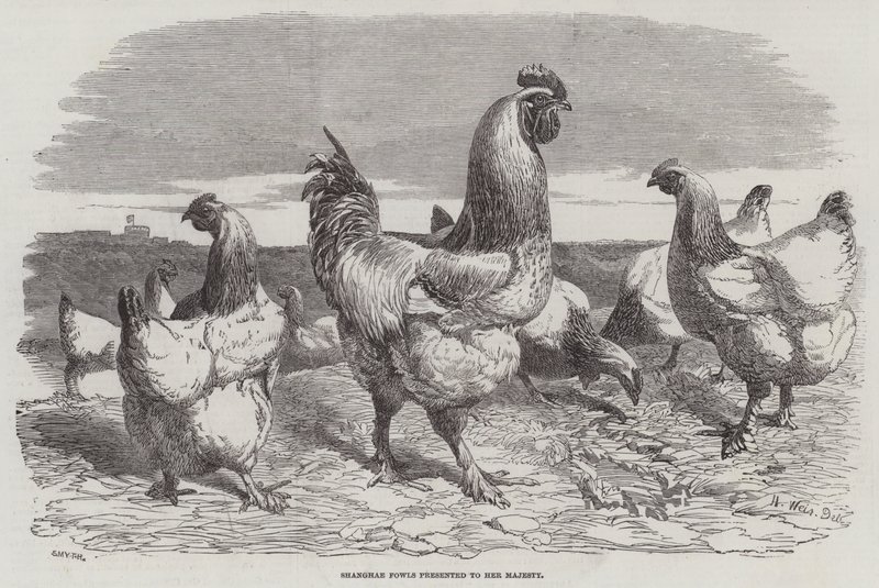 Shanghaen linnut esiteltiin hänen majesteetilleen. tekijältä Harrison William Weir