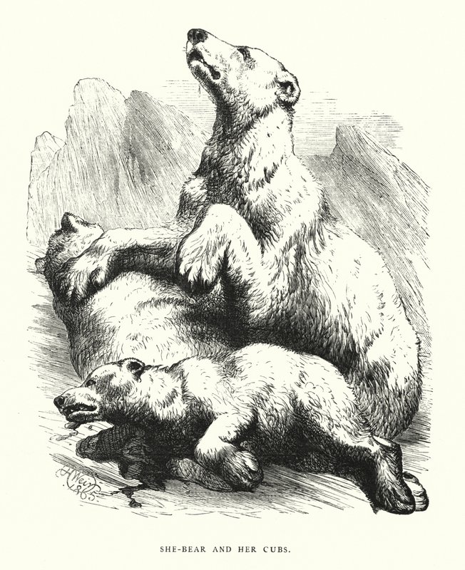 Karhu ja hänen pennut (kaiverrus) tekijältä Harrison William Weir