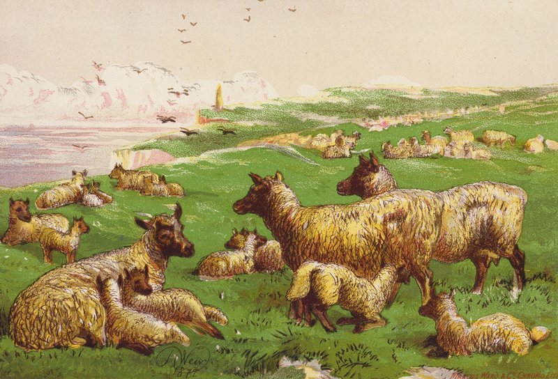 Lammas meren rannalla (värilitografia) tekijältä Harrison William Weir