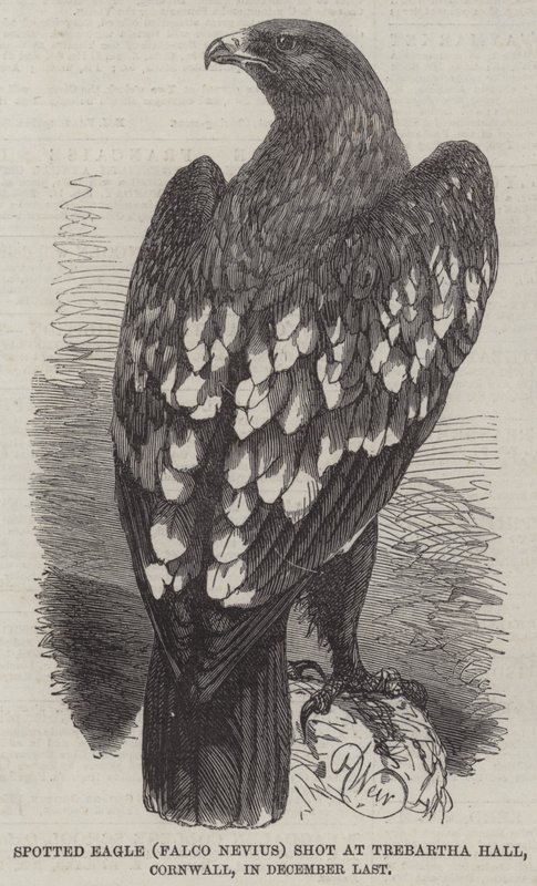 Kirkkokotka (Falco Nevius) ammuttiin Trebartha Hallissa Cornwallissa viime joulukuussa tekijältä Harrison William Weir