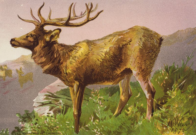 Säikähtänyt peura (värilitra) tekijältä Harrison William Weir
