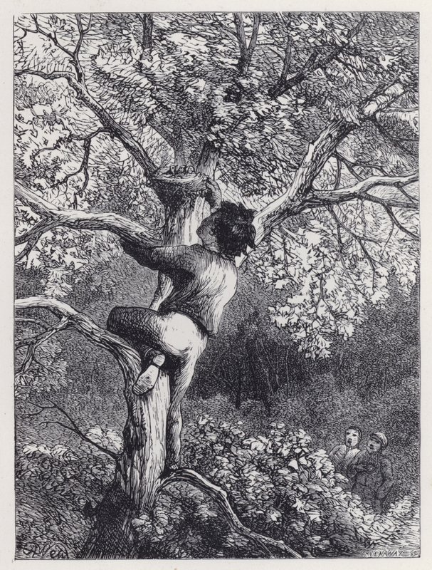 Linnetsien pesän ottaminen (kaiverrus) tekijältä Harrison William Weir