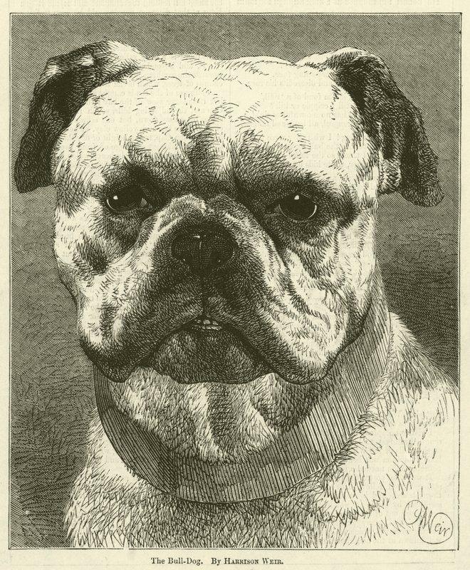 Bull-Dog tekijältä Harrison William Weir