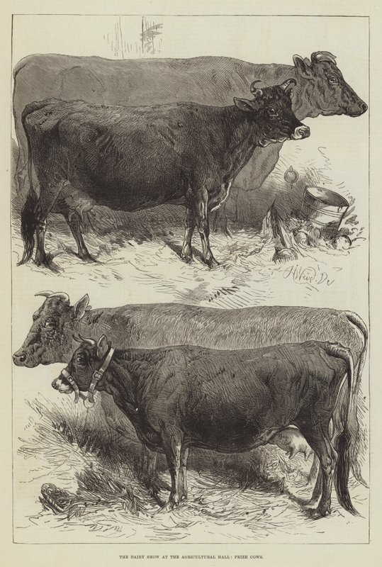 Maitonäyttely maataloushallissa, Palkintolehmät tekijältä Harrison William Weir
