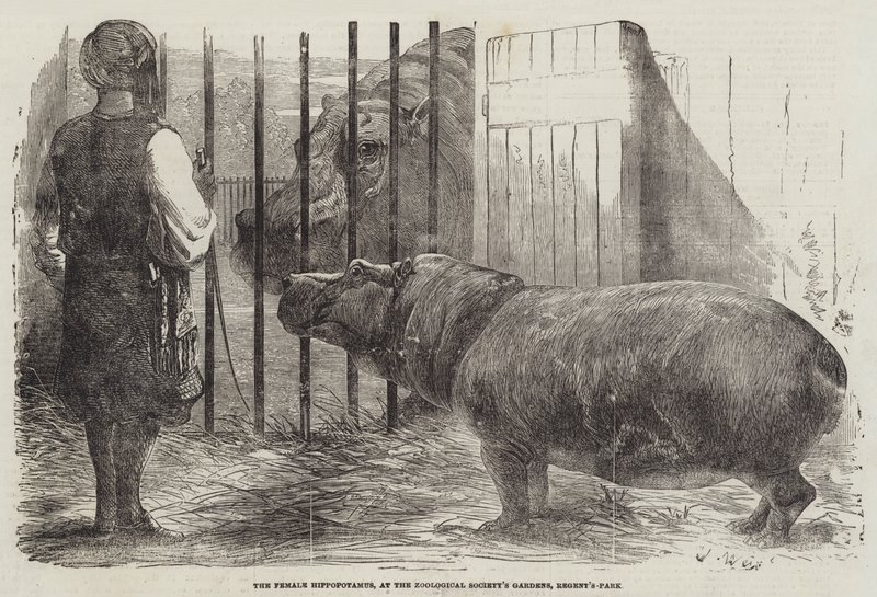 Naarasvirtahepo, Zoological Society