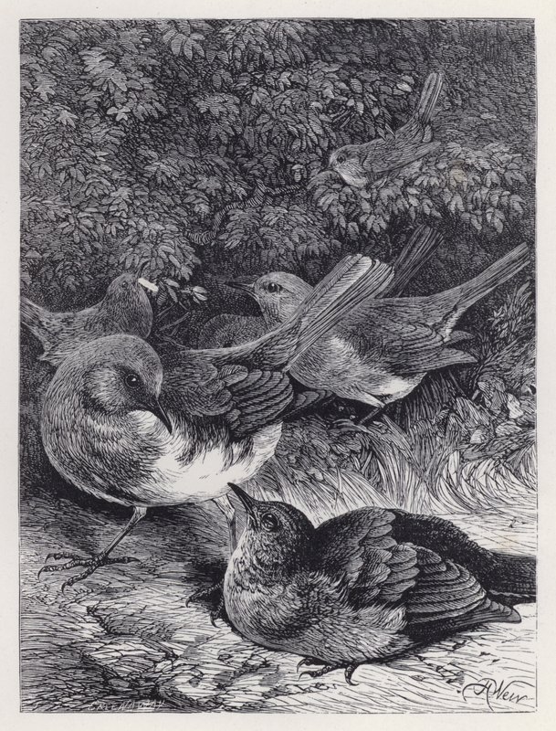 The Greedy Young Robin (kaiverrus) tekijältä Harrison William Weir