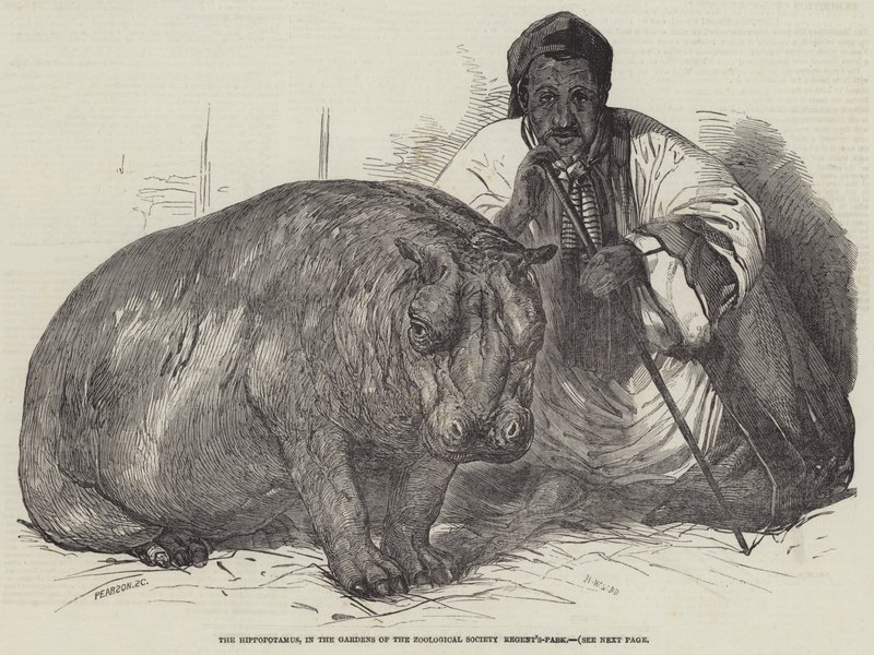 Virtahepo, Zoological Societyn puutarhassa, Regent