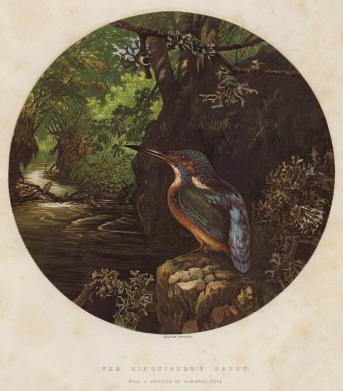 Kingfisherin kummitus tekijältä Harrison William Weir