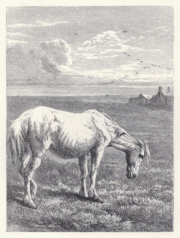 Vanha hevonen (kaiverrus) tekijältä Harrison William Weir