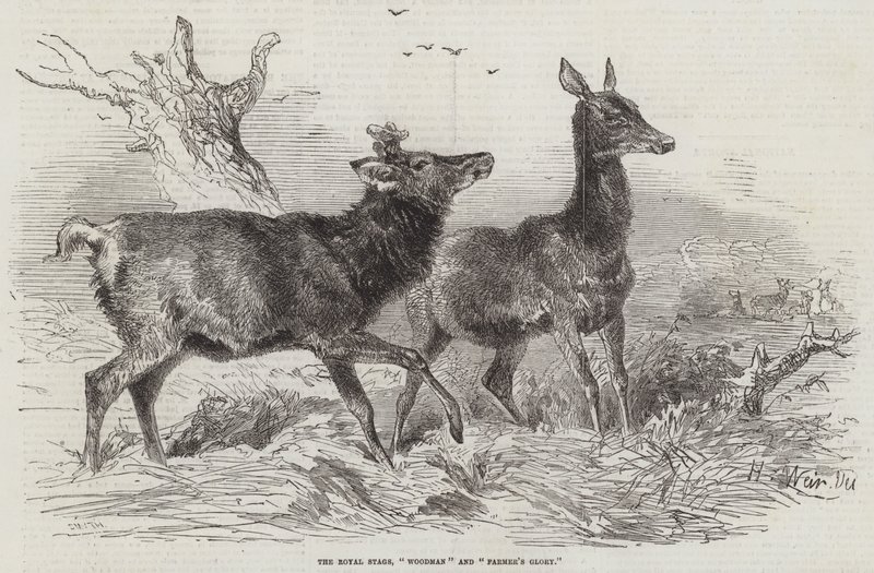 Royal Stags, Woodman ja Farmer