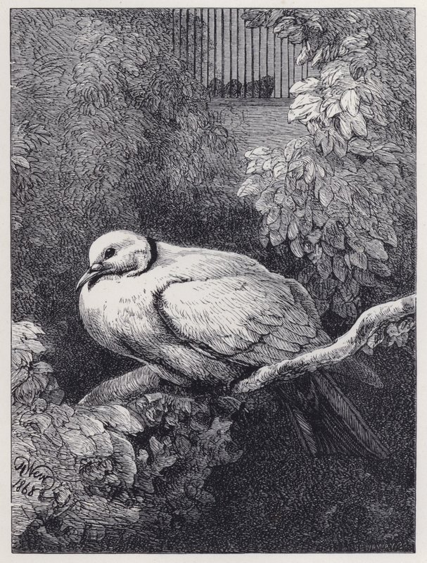 Onneton kyyhkynen (kaiverrus) tekijältä Harrison William Weir