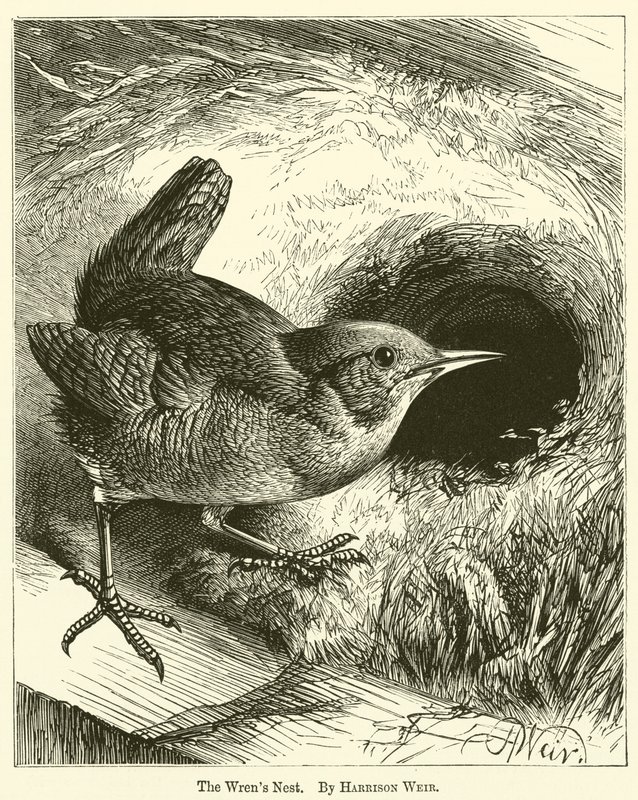 Wrens Nest tekijältä Harrison William Weir