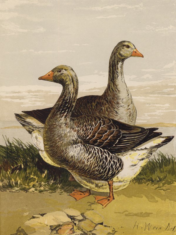 Toulousen hanhet (chromolitho) tekijältä Harrison William Weir