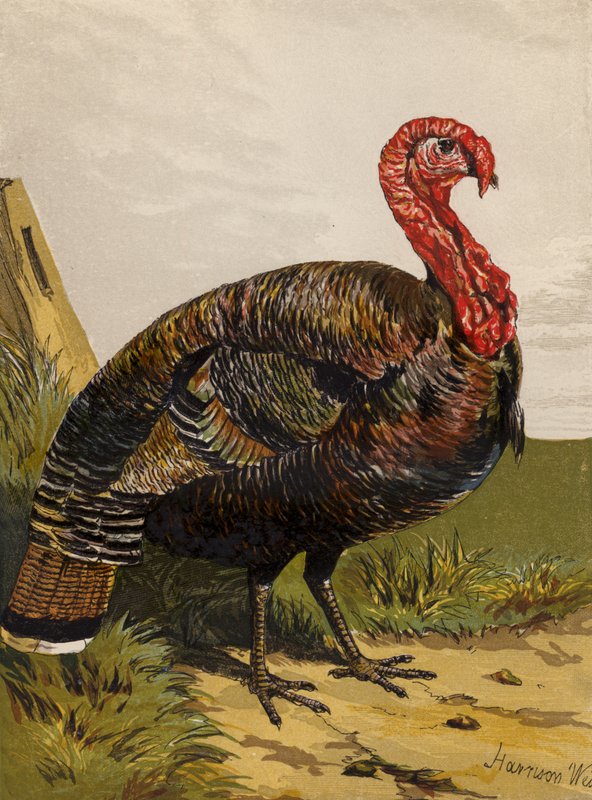 Turkki (chromolitho) tekijältä Harrison William Weir