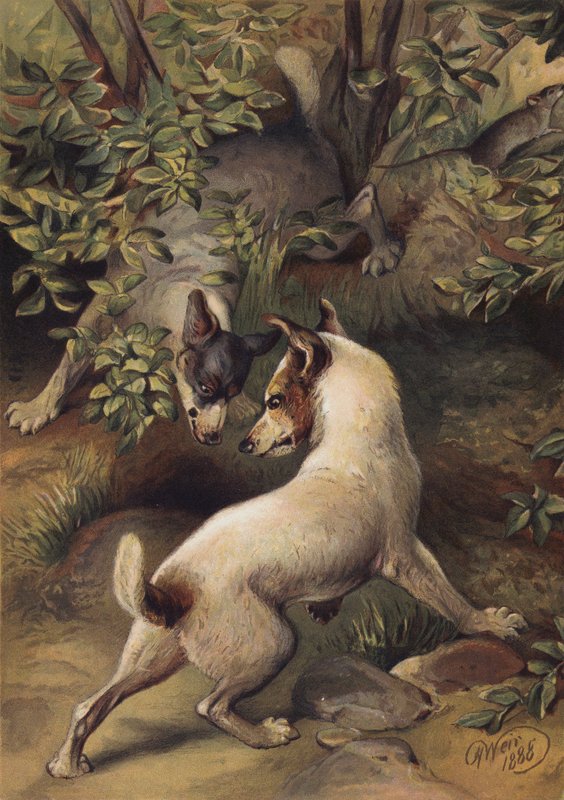 Kaksi koiraa yrittää päästä vesialtaaseen juodakseen (chromolitho) tekijältä Harrison William Weir