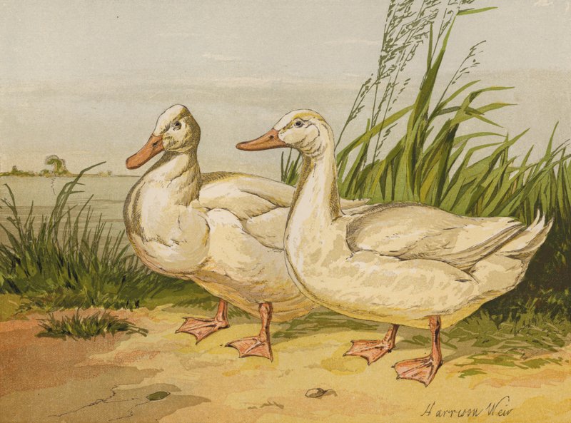 White Aylesbury Ducks (chromolitho) tekijältä Harrison William Weir