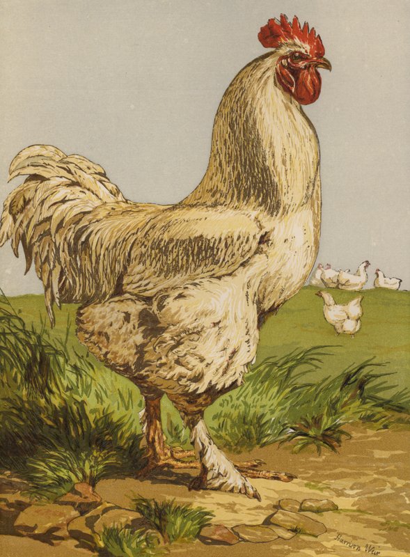 Valkoinen Cochin Cock (chromolitho) tekijältä Harrison William Weir