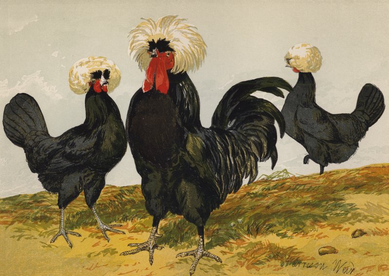 White Crested Black Polish (chromolitho) tekijältä Harrison William Weir