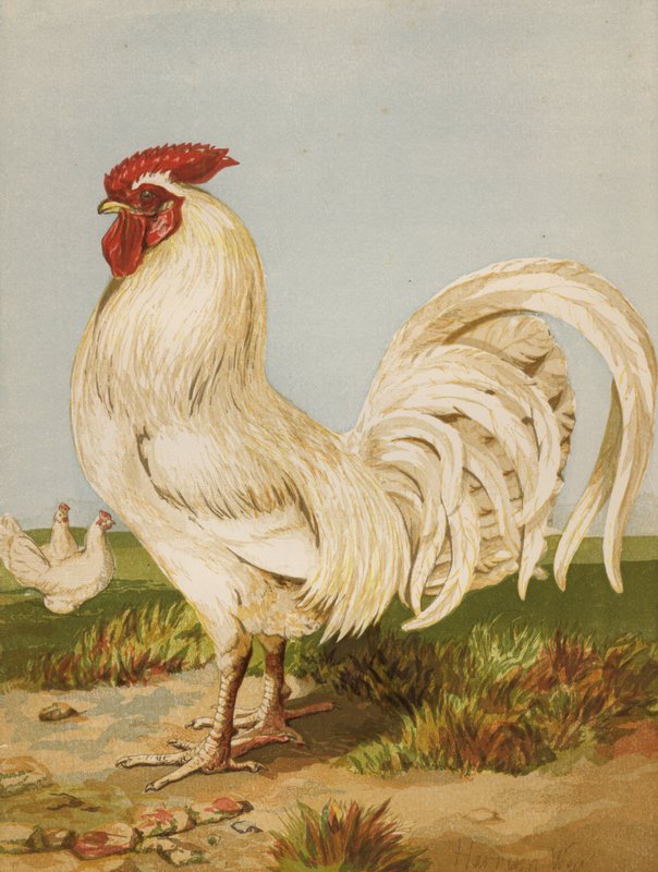 White Dorking (chromolitho) tekijältä Harrison William Weir