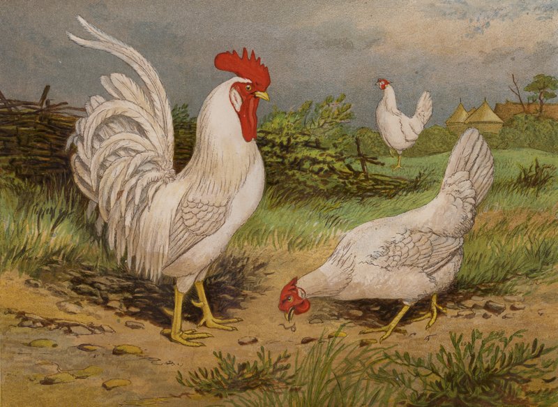 Valkoiset leghornit (chromolitho) tekijältä Harrison William Weir