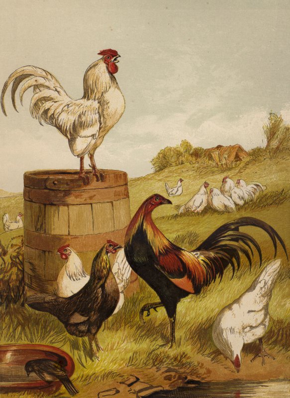 White and Game Bantams (chromolitho) tekijältä Harrison William Weir