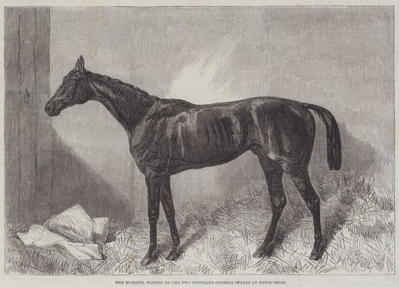 The Marquis, Newmarketin Two Thousand Guineas Stakes -kilpailun voittaja. tekijältä Harry Hall