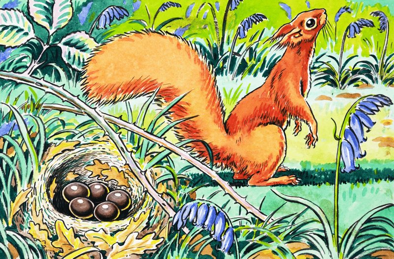 Pikku punainen orava tekijältä Harry M. Pettit