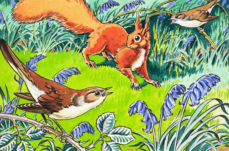 Pikku punainen orava tekijältä Harry M. Pettit