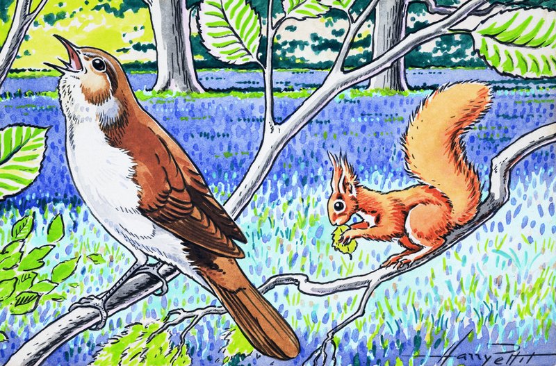 Pikku punainen orava tekijältä Harry M. Pettit