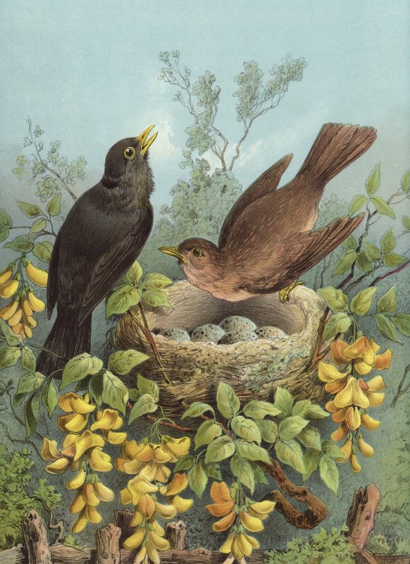 Mustarastas (chromolitho) tekijältä Hector Giacomelli