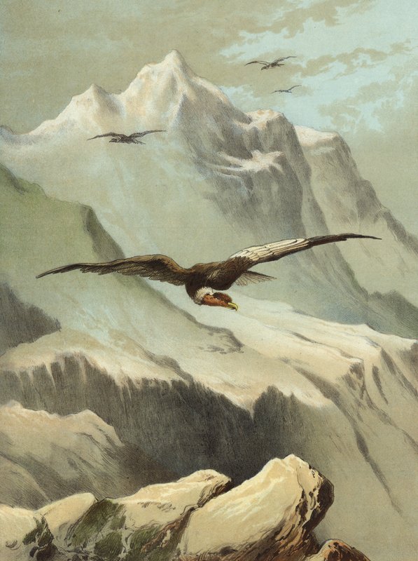 Condor (chromolitho) tekijältä Hector Giacomelli