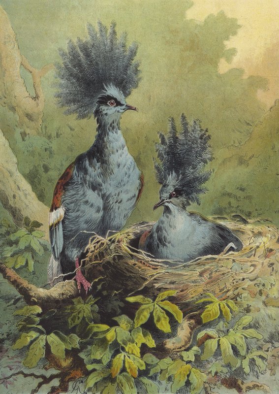 Kruunattu kyyhkynen (chromolitho) tekijältä Hector Giacomelli