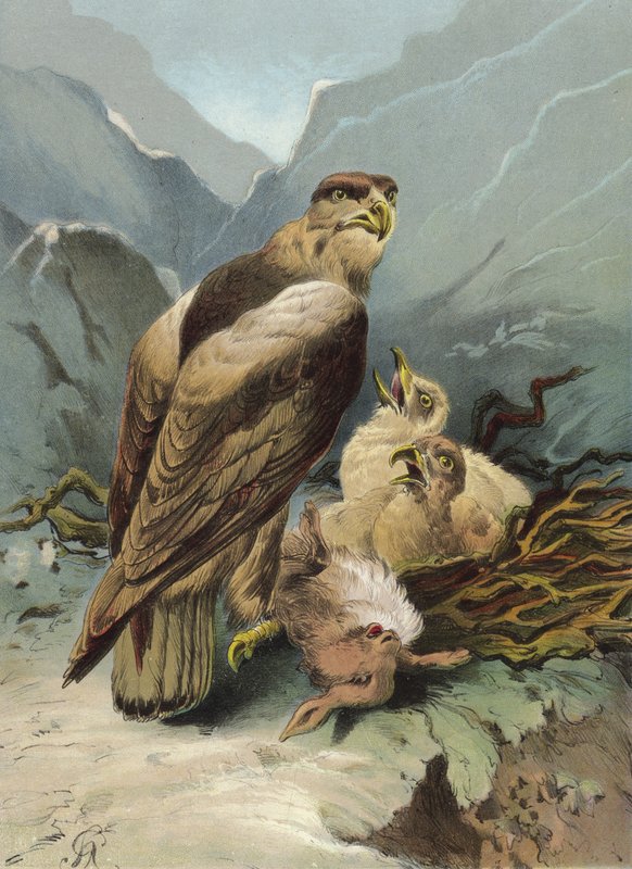 Kotka ja sen poikaset (chromolitho) tekijältä Hector Giacomelli