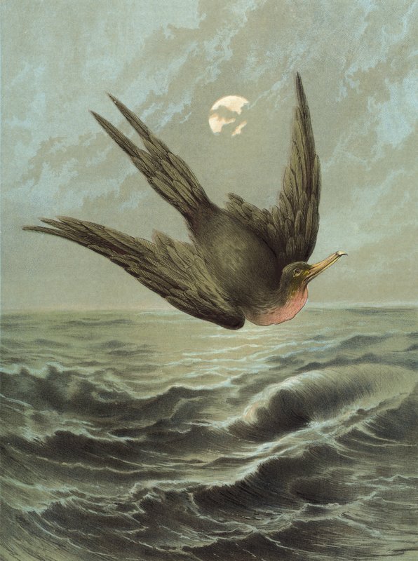 Fregattilintu (chromolitho) tekijältä Hector Giacomelli