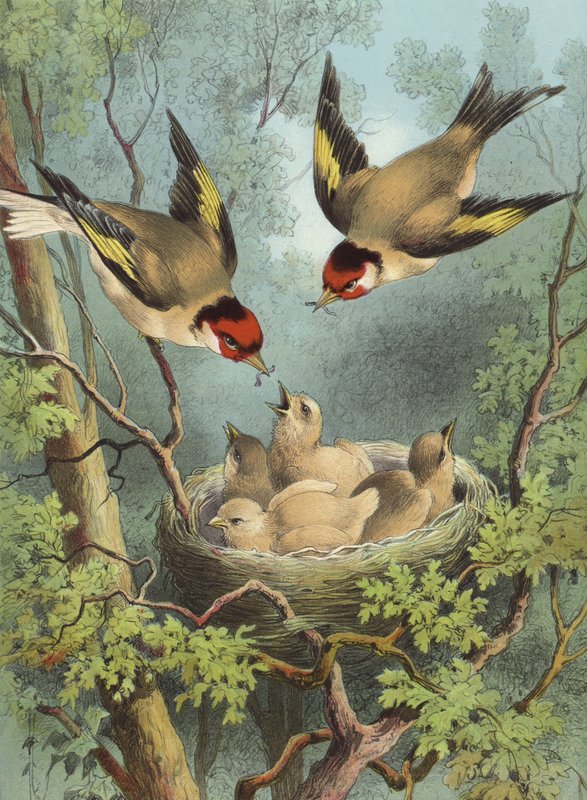 Kultasiplit ruokkimassa poikasiaan (chromolitho) tekijältä Hector Giacomelli