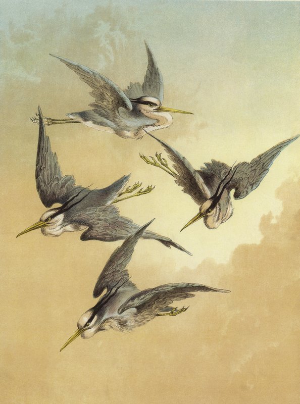 Heron (chromolitho) tekijältä Hector Giacomelli