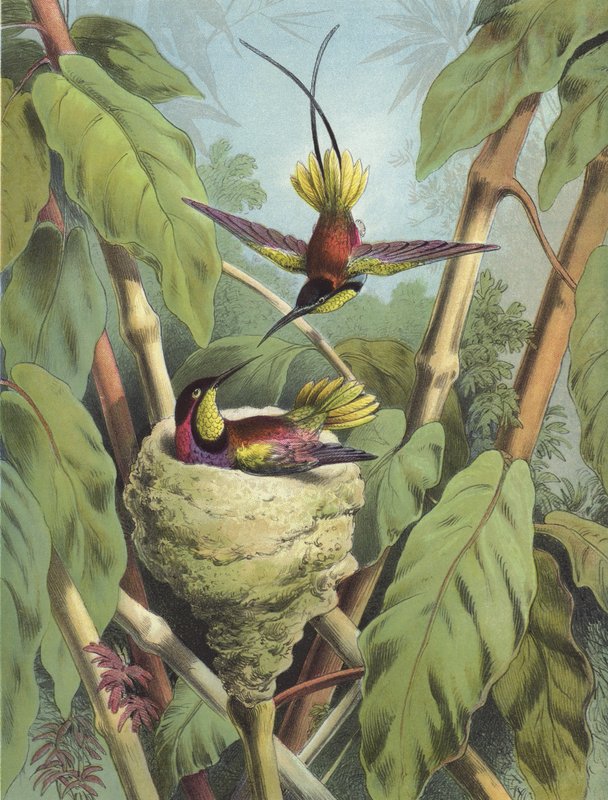 Hummingbird (chromolitho) tekijältä Hector Giacomelli